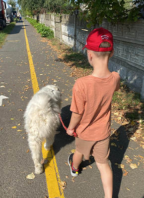 activitate copii plimbat caini